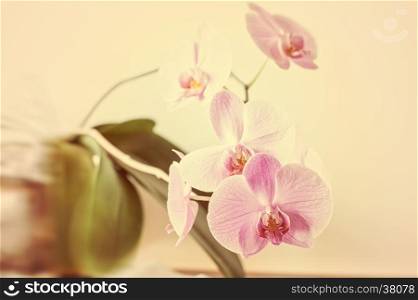 Striped pink orchid flower close up. (Orchidaceae)
