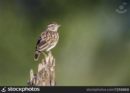 Striped Pipit perched isolated in blur background in Kruger National park, South Africa ; Specie Anthus lineiventris family of Motacillidae. Striped Pipit in Kruger National park, South Africa