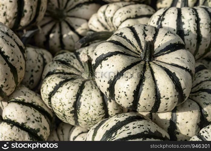 Striped pumpkins background, green and white squashes in a pile. Edible pumpkins.