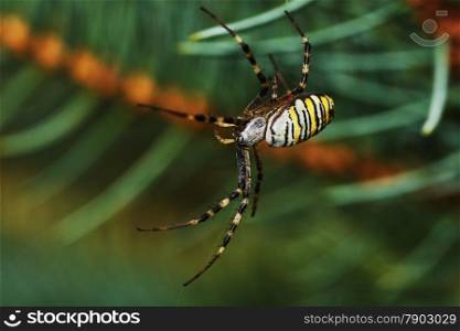 striped spider settled on a pine tree
