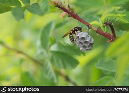 Striped wasp builds a nest on a branch in the wild nature on a green background