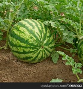 Striped watermelon ripening in a vegetable garden on a summer day