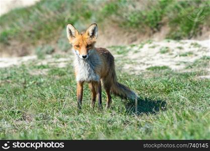 Stripped and hungry fox in the meadow