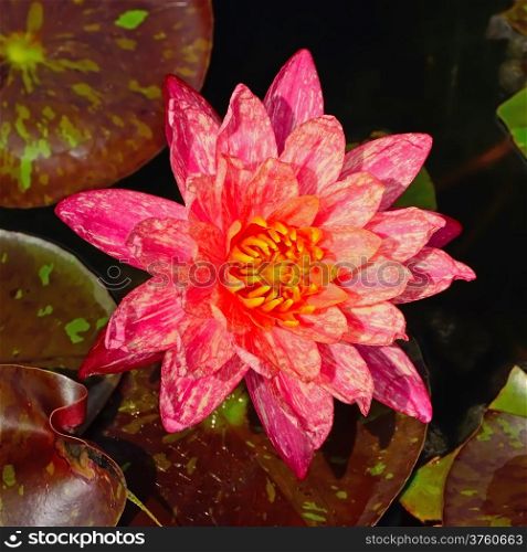 Stripted red waterlily