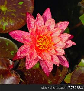 Stripted red waterlily