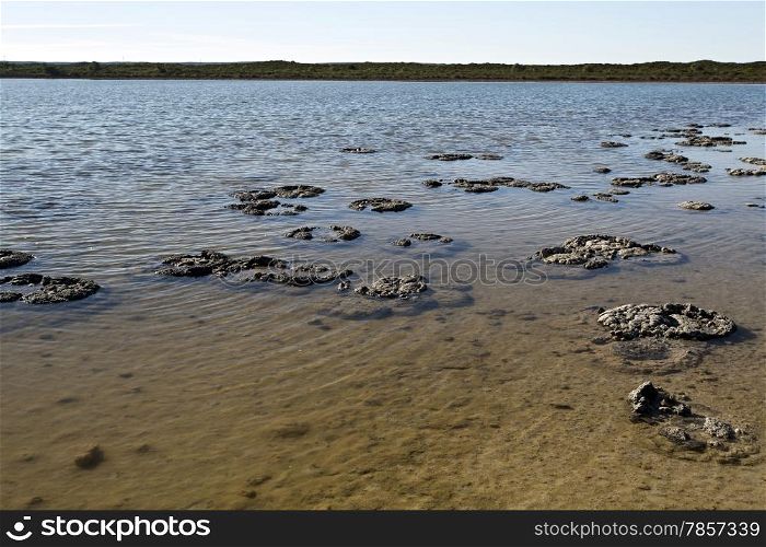 Stromatolites are one of the most ancient form of life on Earth, here seen in Lake Thetis in Western Australia