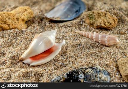 Strombidae seastar shell on the sand. Strombidae Seashell on the sand