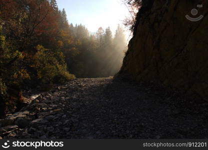 Strong back light in an autumn forest