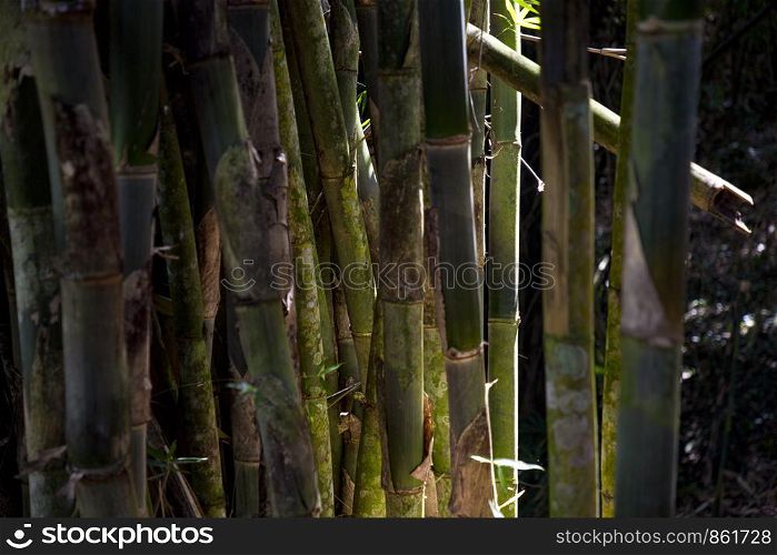 Strong bamboo pipes in bamboo forest in Asia