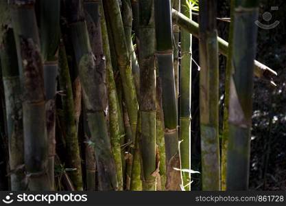 Strong bamboo pipes in bamboo forest in Asia