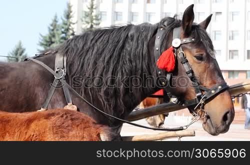 strong brown adult horse harnessed to chariot, close-up