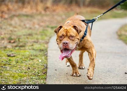 Strong healthy dog walk on leash close up with nobody at day. Strong healthy dog walk on leash close up with nobody