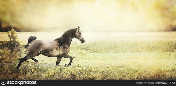strong healthy young horse runs trot on the field, retro toned, banner