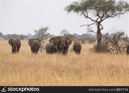 Strong herd of elephants wanders through parched savanna