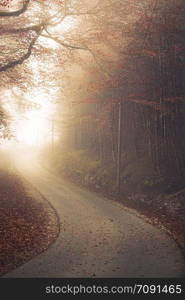 Strong mist at the end of forest road in autumnal settings with fallen red leaves. Woodland in the region of Bavaria, Germany