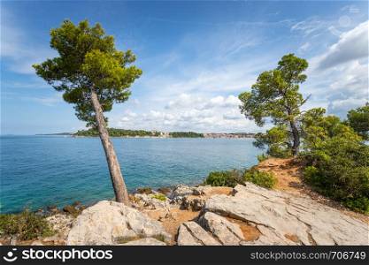 Strong tree at the beautiful coast of Croatia, clear blue water