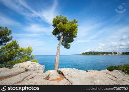 Strong tree at the beautiful coast of Croatia, clear blue water