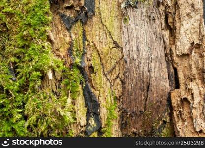 Structure of an old tree with green moss