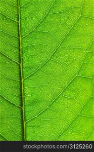 structure of leaf natural background