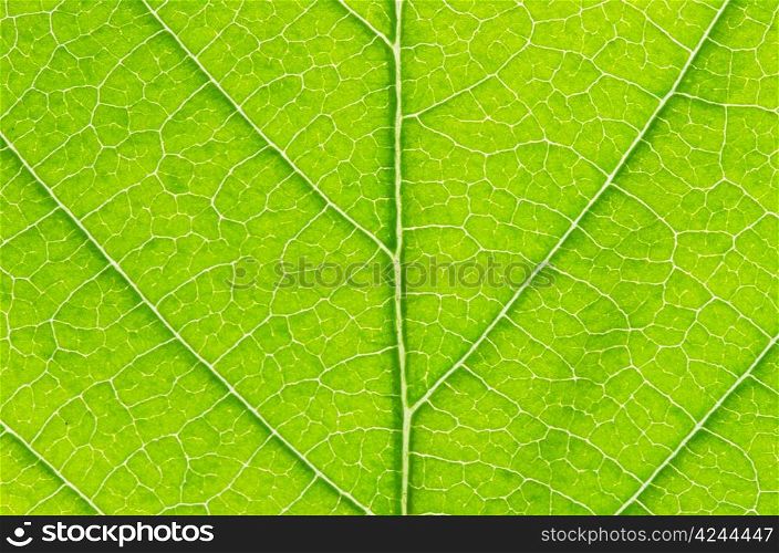 structure of leaf natural background