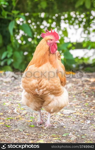 strutting free-range red rooster in a farmyard