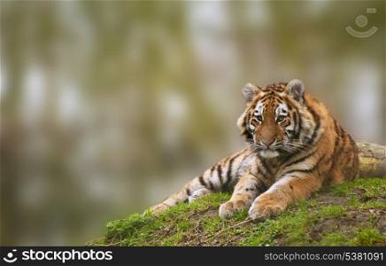 Sttunning tiger cub relaxing on a warm day