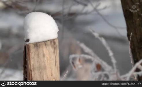 Stub in winter forest