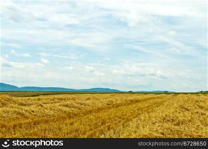 stubble field with panoramic view