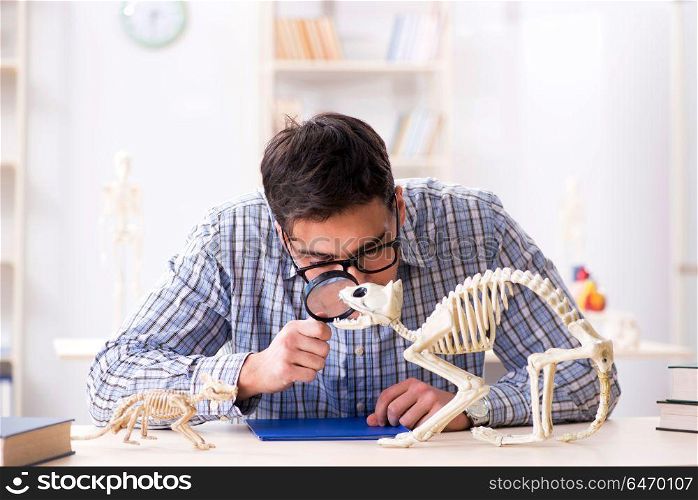 Student doctor studying animal skeleton