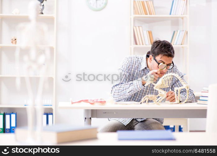 Student doctor studying animal skeleton