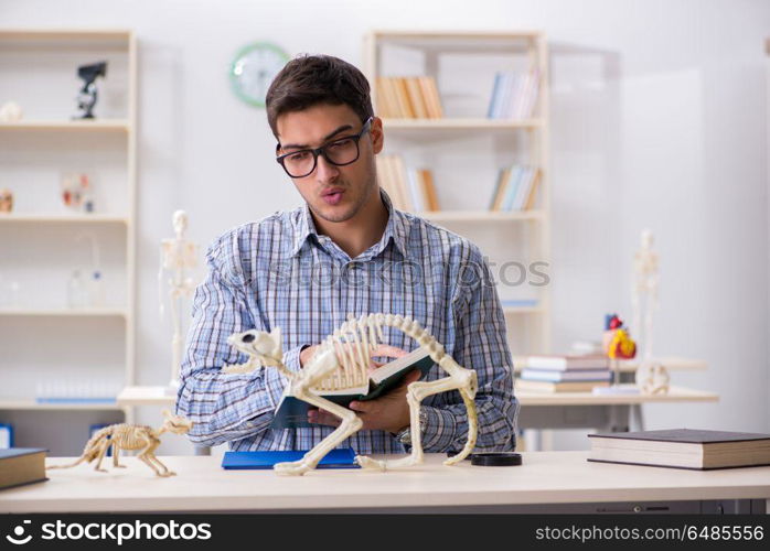 Student doctor studying animal skeleton