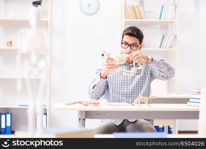 Student doctor studying animal skeleton