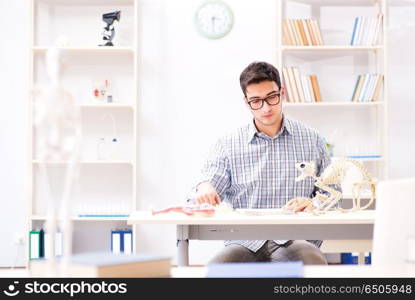 Student doctor studying animal skeleton