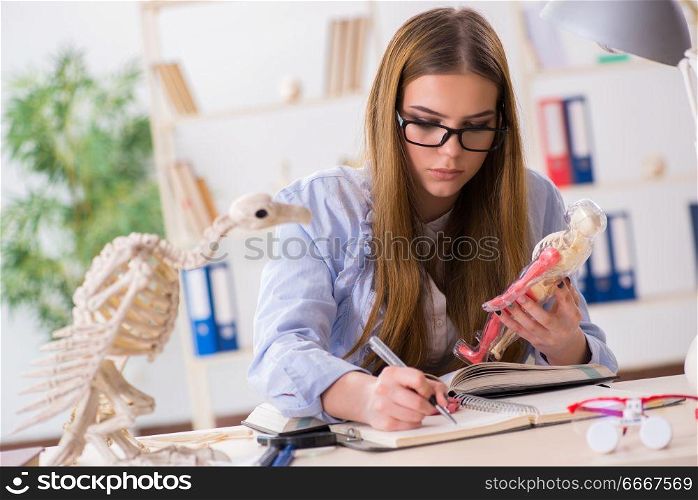 Student examining animal skeleton in classroom