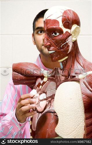 Student using anatomical model