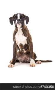 Studio photo of a baby boxer, isolated over white background