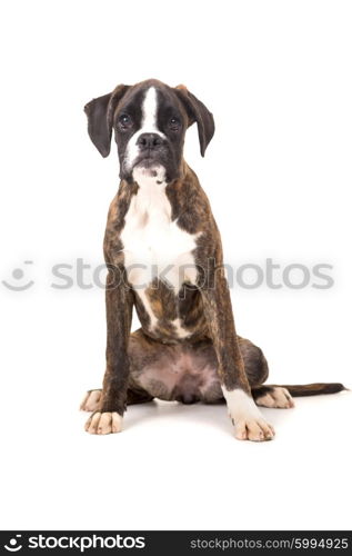 Studio photo of a baby boxer, isolated over white background