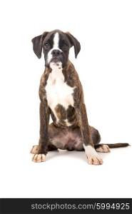 Studio photo of a baby boxer, isolated over white background