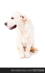 Studio photo of a baby golden retriever, isolated over a white background