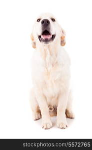 Studio photo of a baby golden retriever, isolated over a white background