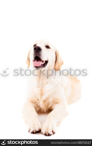 Studio photo of a baby golden retriever, isolated over a white background