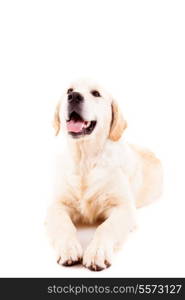 Studio photo of a baby golden retriever, isolated over a white background