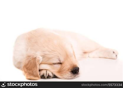 Studio photo of a baby golden retriever, isolated over a white background
