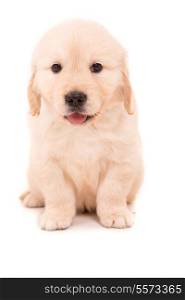 Studio photo of a baby golden retriever, isolated over a white background