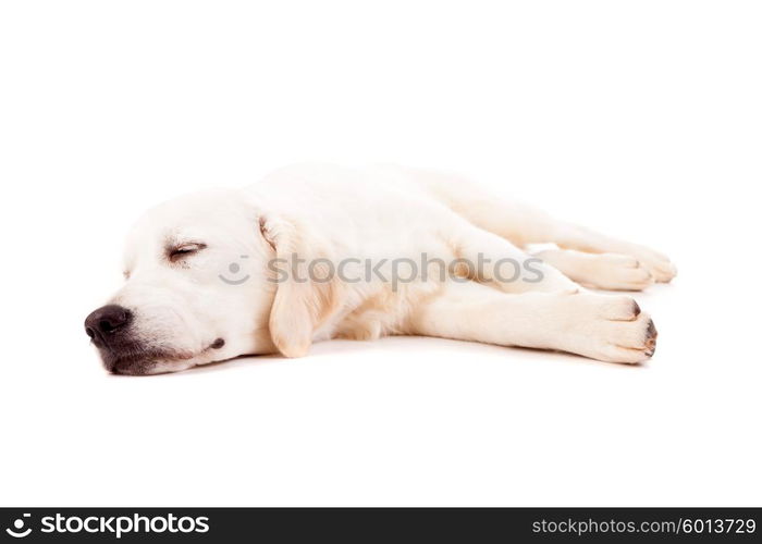 Studio photo of a baby golden retriever, isolated over a white background