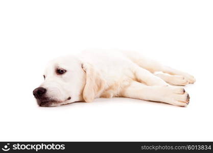 Studio photo of a baby golden retriever, isolated over a white background