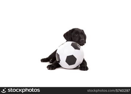 Studio photo of a baby labrador retriever, isolated over a white background