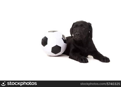 Studio photo of a baby labrador retriever, isolated over a white background