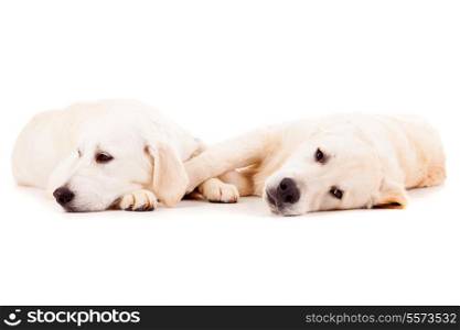 Studio photo of a couple of golden retriever puppies, isolated over a white background