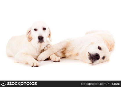 Studio photo of a couple of golden retriever puppies, isolated over a white background